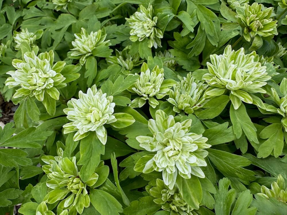 Anemone nemorosa 'Green Dragon'