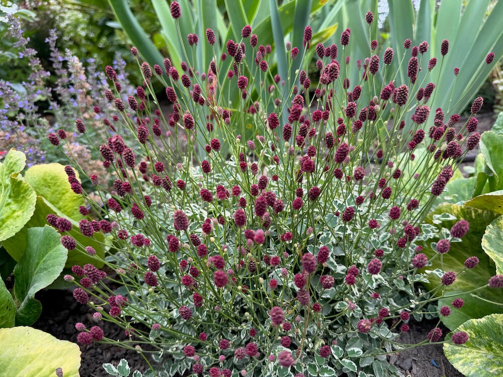 BURNET (Sanguisorba)