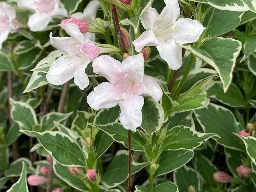 Weigela florida 'Morcolzam'