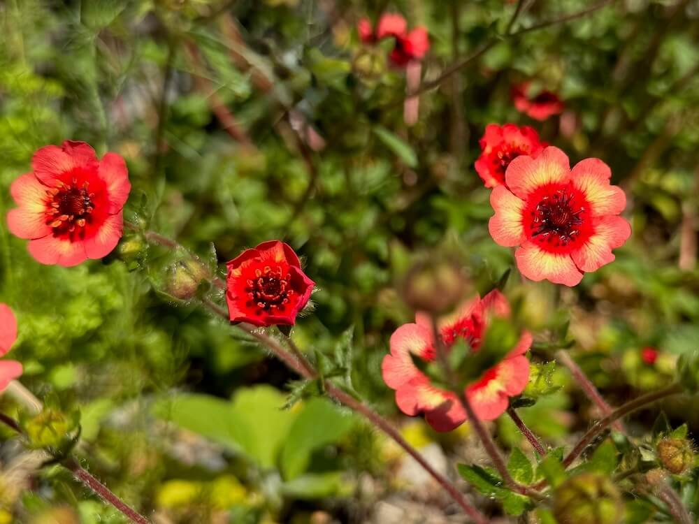 Potentilla nepalensis 'Melton Fire'