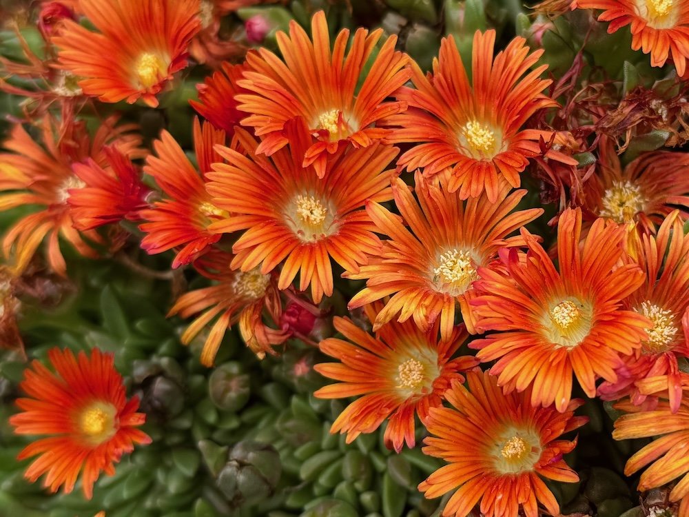 Delosperma hybrida Ocean Sunset 'Orange Vibe'