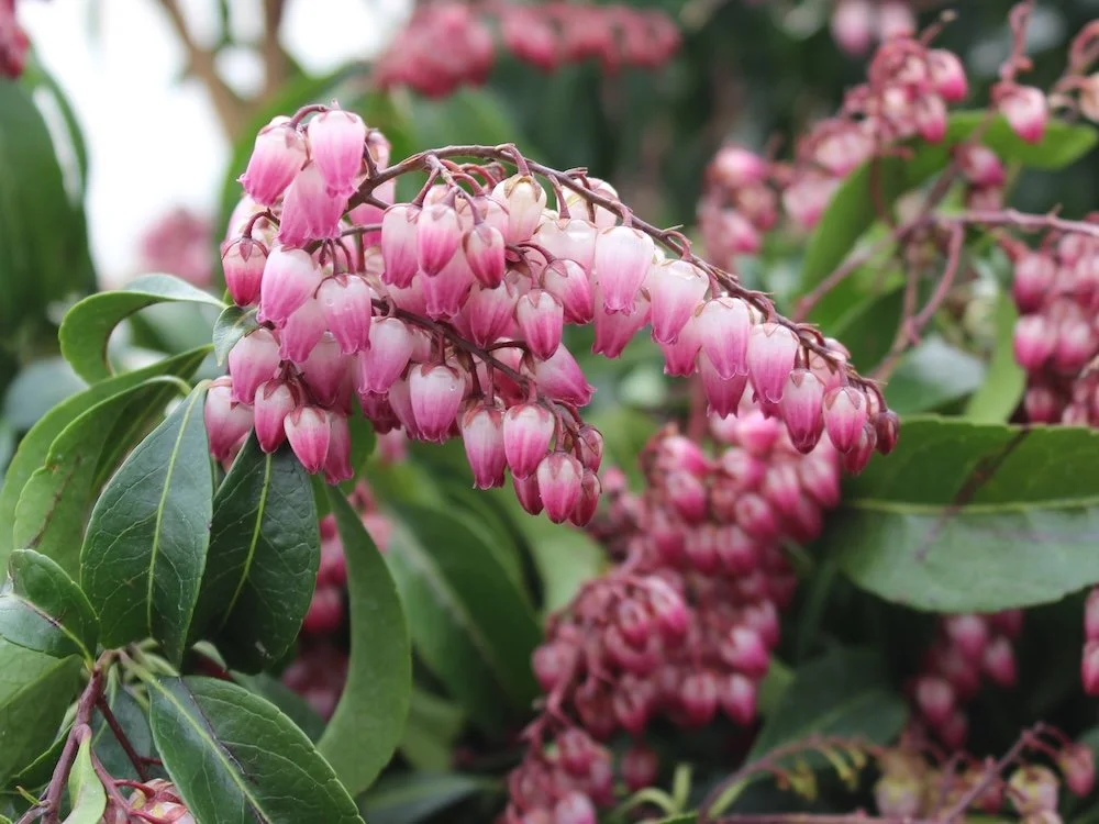 All About Japanese Pieris