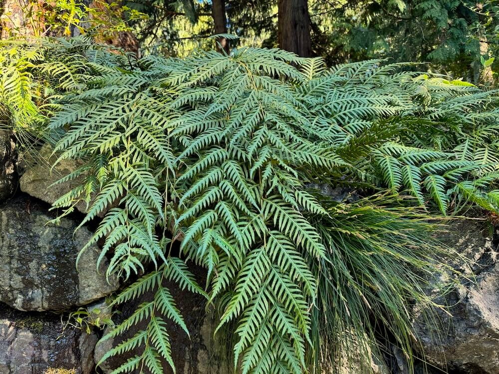 Woodwardia unigemmata