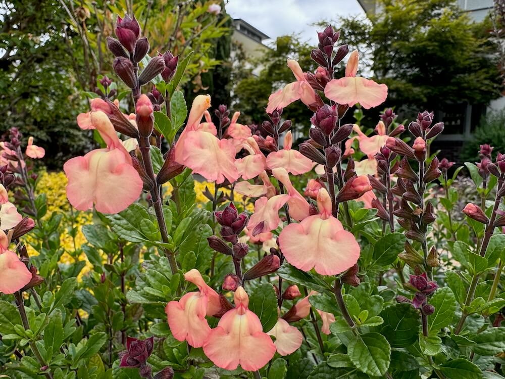 Salvia microphylla 'Heatwave Glow'