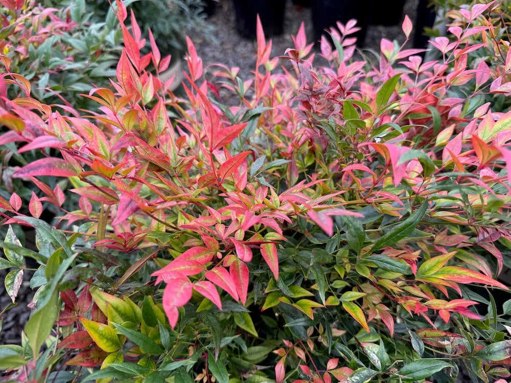 Best Shrubs for Containers