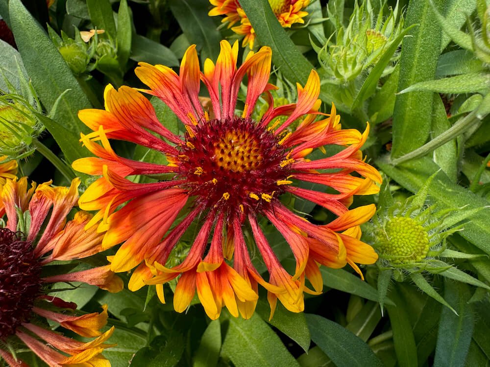 Gaillardia aristata SpinTop 'Mariachi Copper Sun'