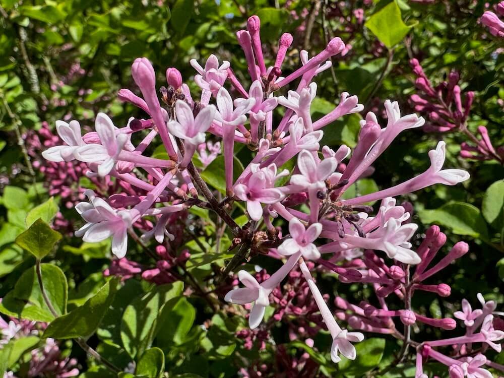 Syringa x 'Bloomerang Dark Purple'