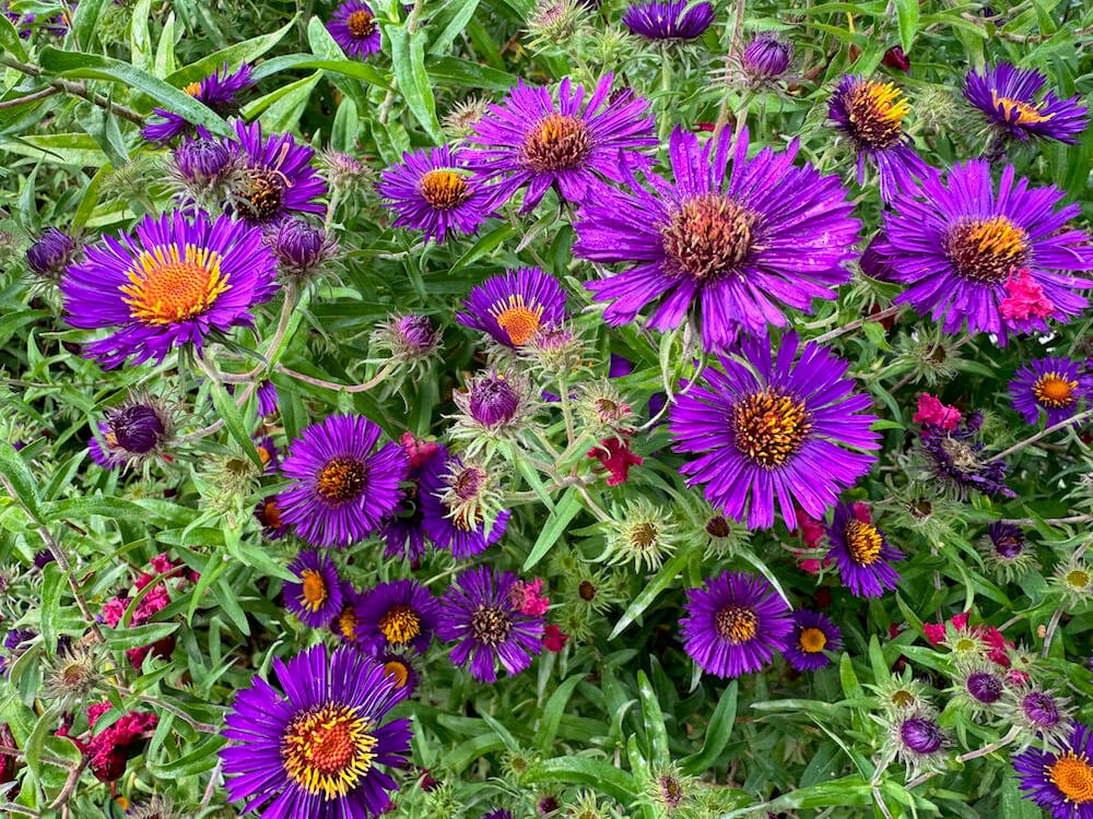Symphyotrichum novae-angliae 'Violetta'
