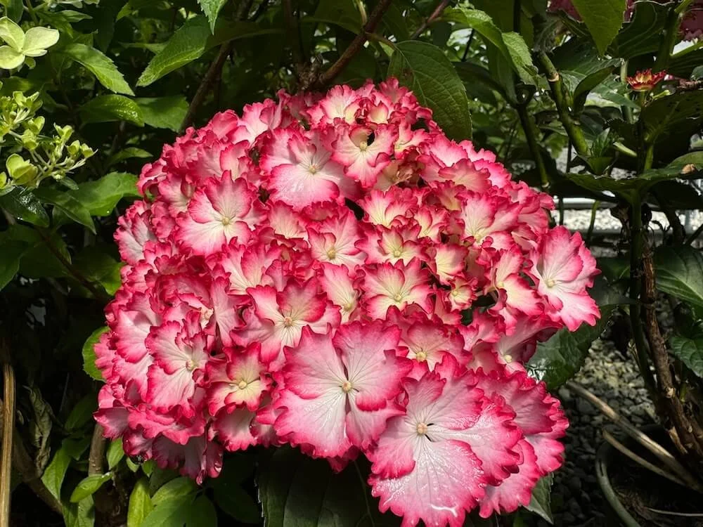 Hydrangea macrophylla 'HORTFIRE'