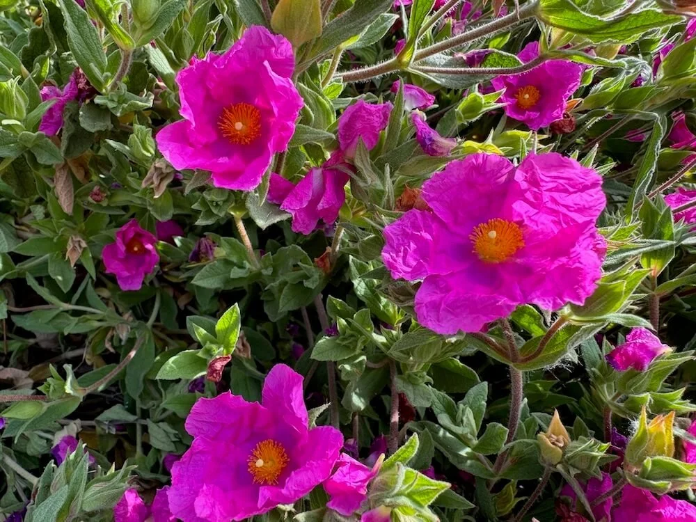 ROCK ROSE (Cistus)