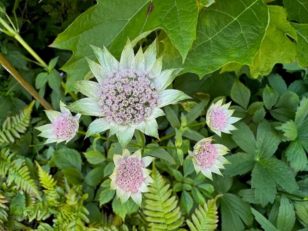 Astrantia major