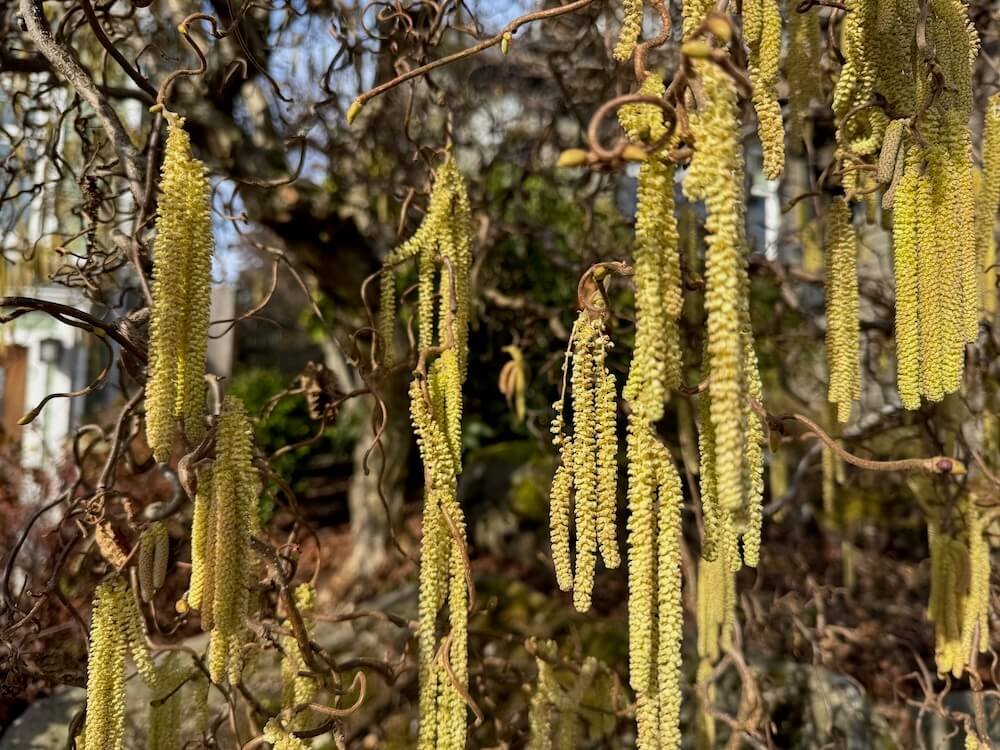 Corylus avellana 'Contorta'