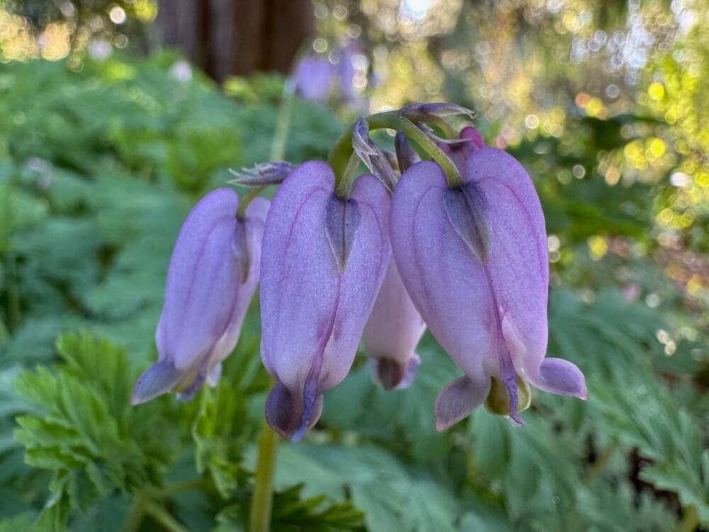 Dicentra formosa