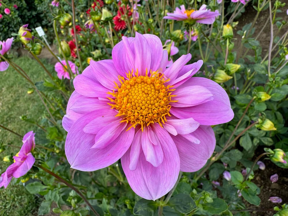 Dahlia 'Rosy Wings'