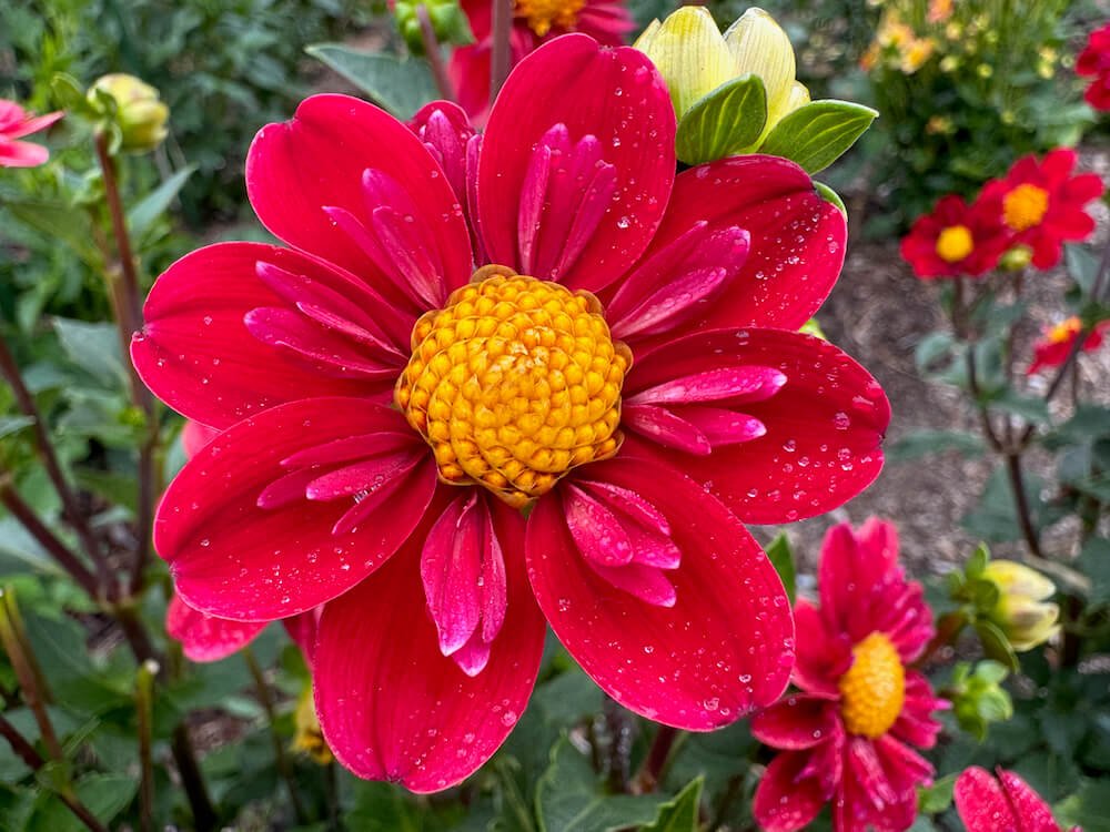 Dahlia 'Kelsey Cowboy'