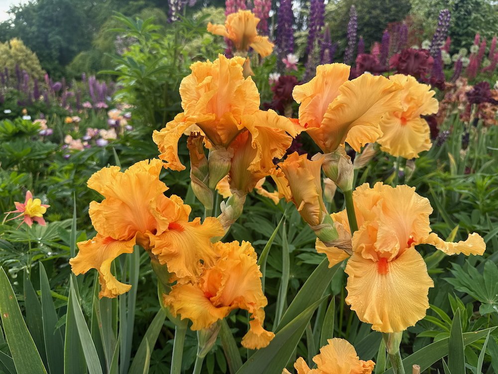 Spring Blooming Perennials