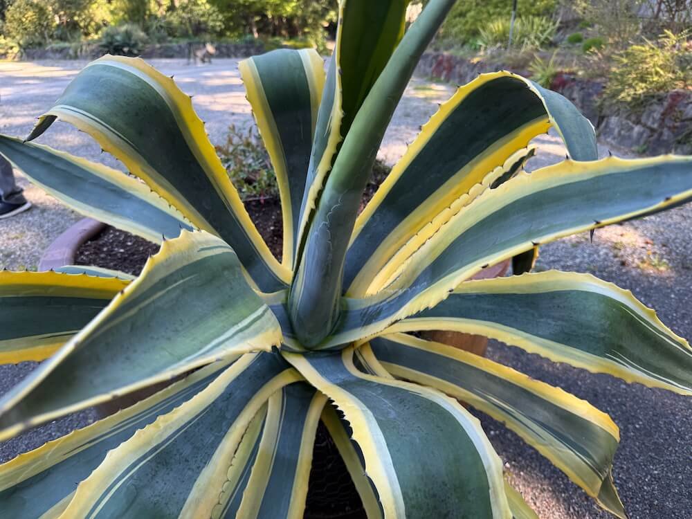 Agave americana 'Variegata'