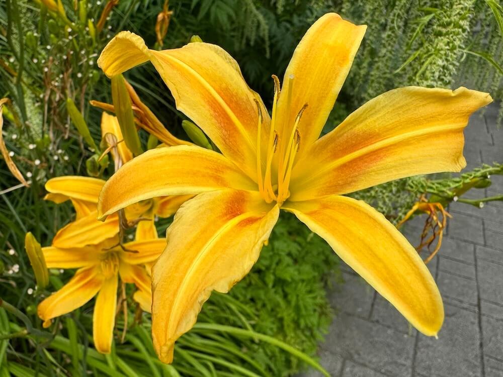 Hemerocallis 'Autumn Minaret'
