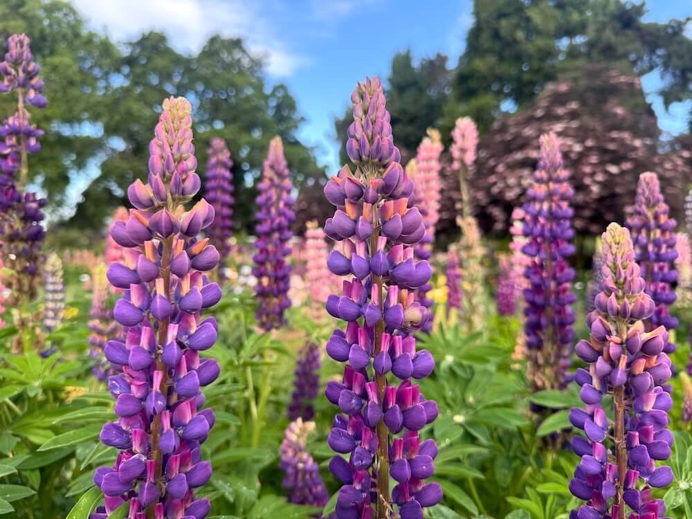Lupinus polyphyllus Westcountry 'Masterpiece'