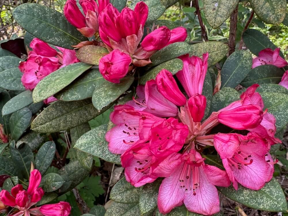 Rhododendron 'Wine and Roses'