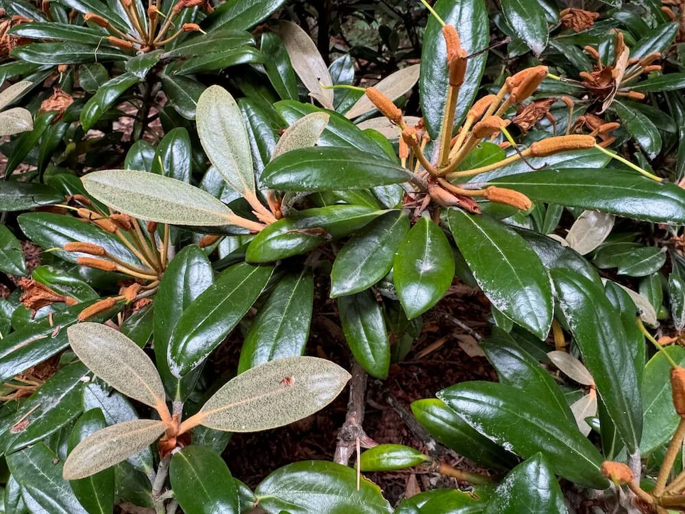 Rhododendron yakushimanum