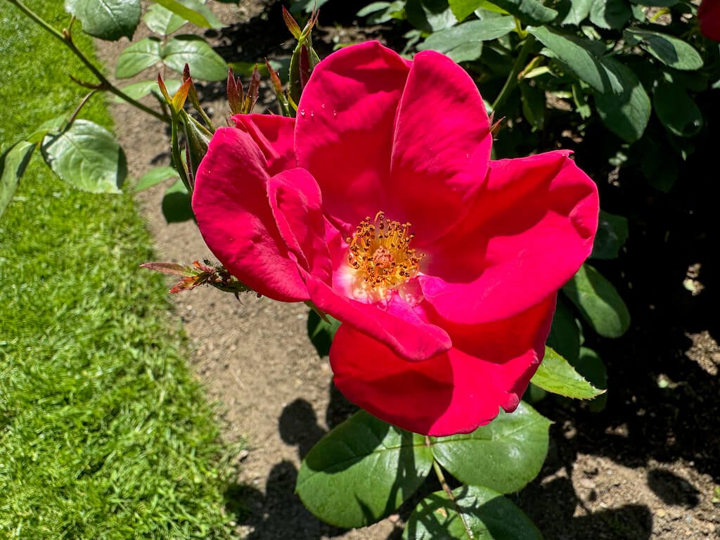 Rosa 'Wekcisbako'