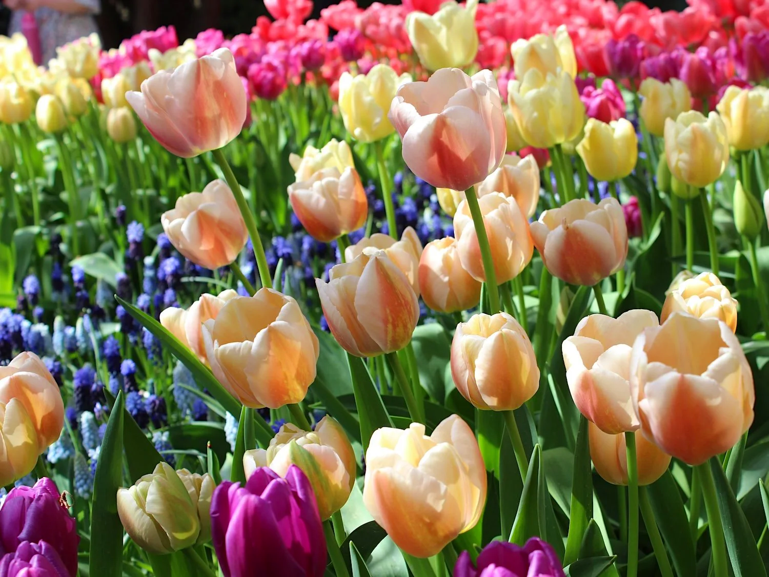 Tulip Flower Forms