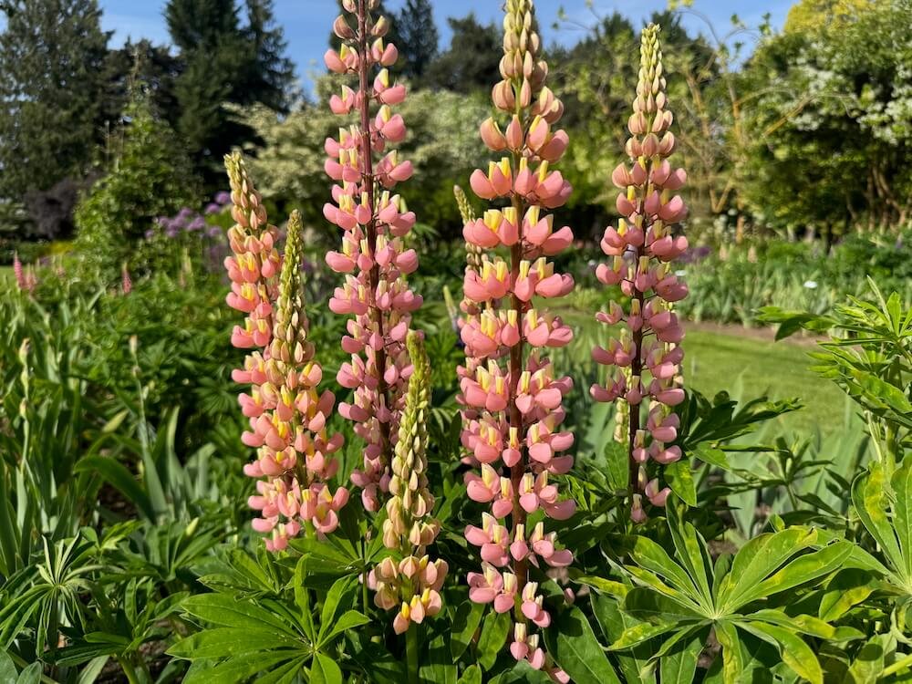 Lupinus polyphyllus 'Pink and Yellow'