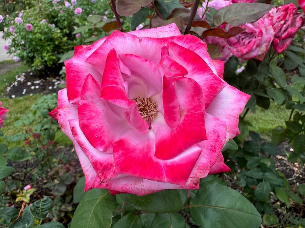 Rosa 'Paradise'