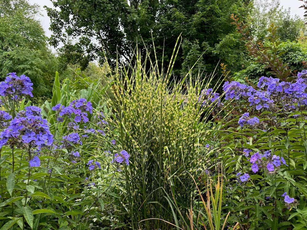 Miscanthus sinensis 'Gold Bar'