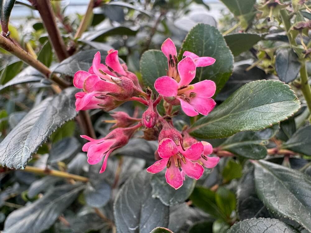 ESCALLONIA