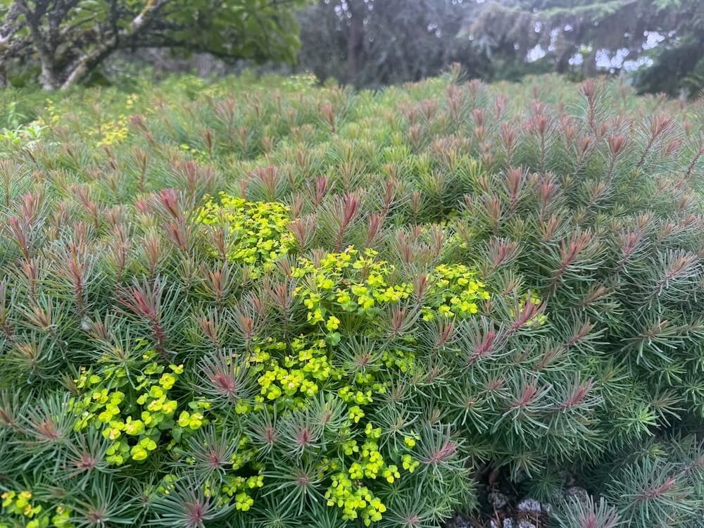 Euphorbia cyparissias ‘Fens Ruby’