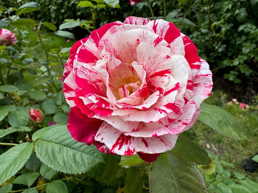 Rosa 'Scentimental'