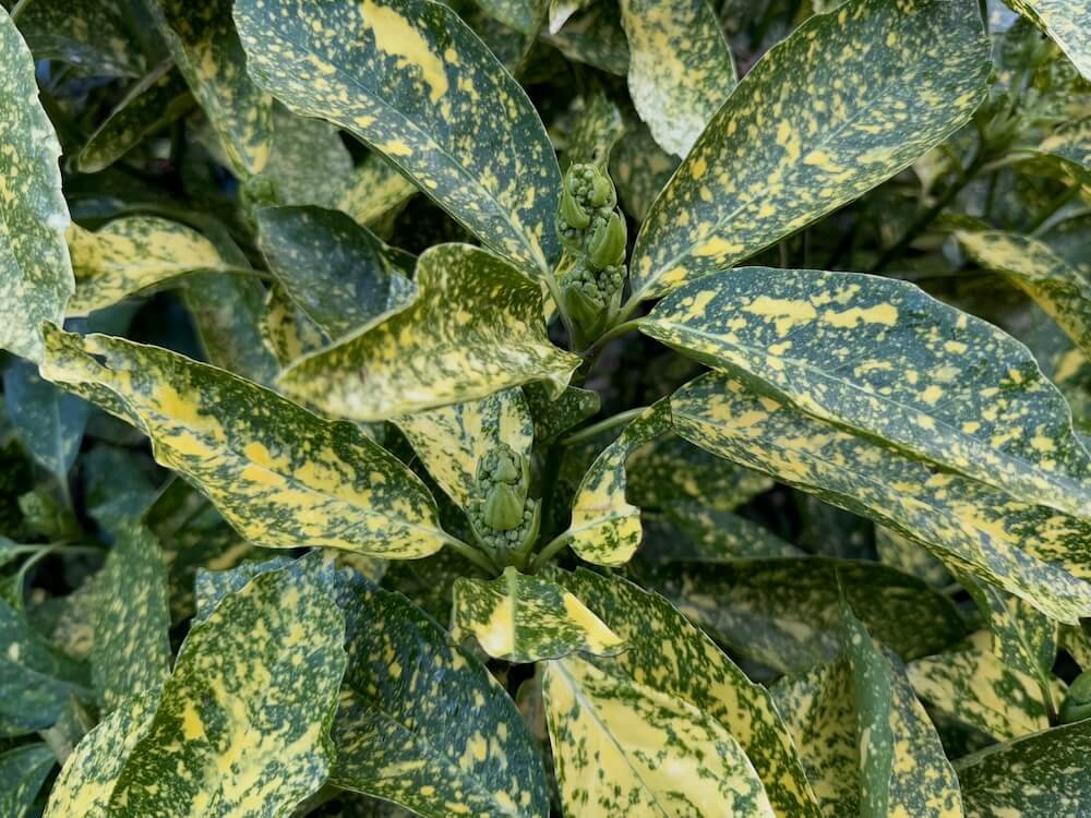 Aucuba japonica 'Variegata'