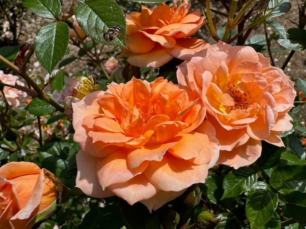 Rosa 'Chewpeachdell'