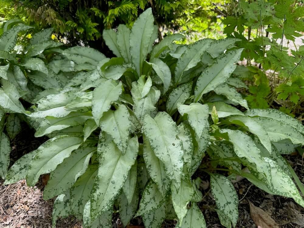 Pulmonaria saccharata 'Excalibur'