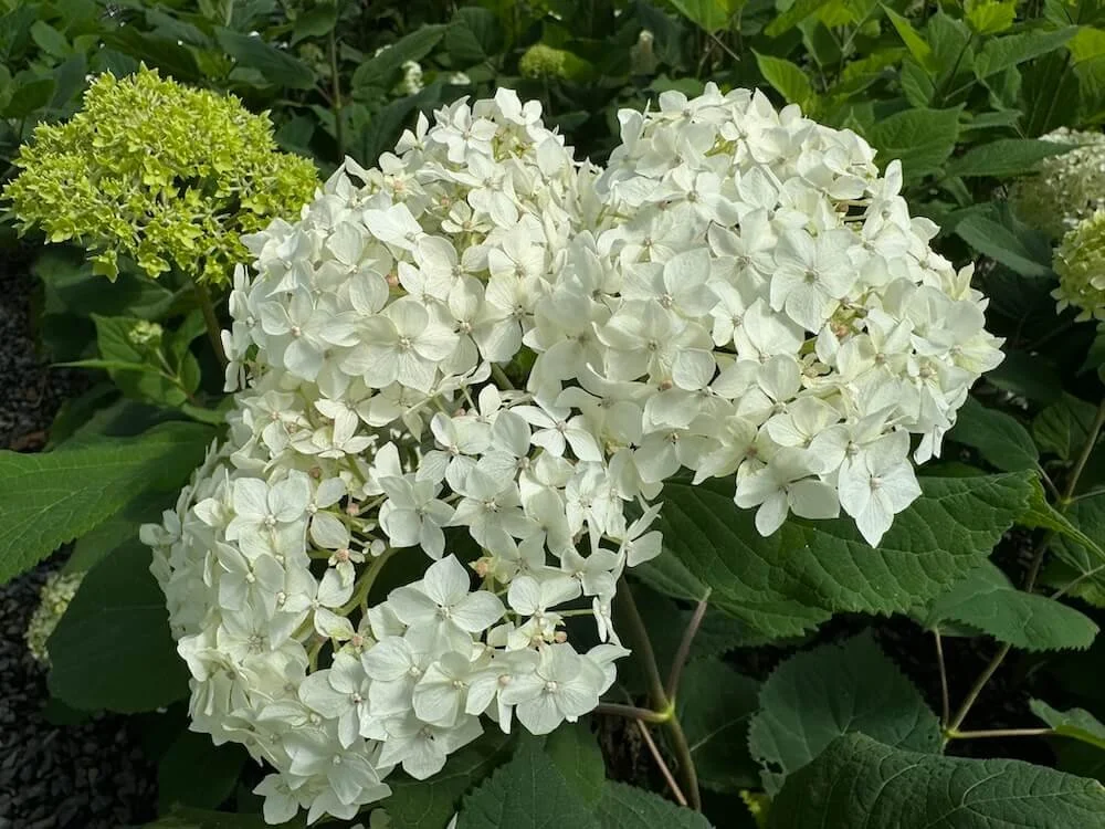 Hydrangea arborescens 'SMHAMWM'