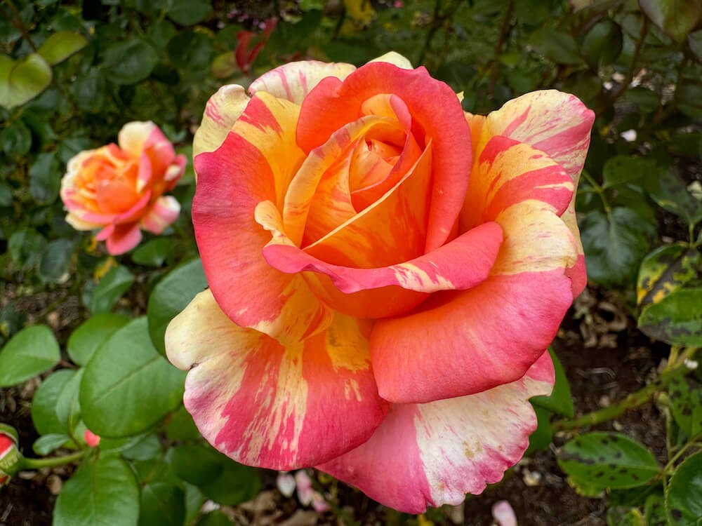 Rosa 'Peach Swirl'