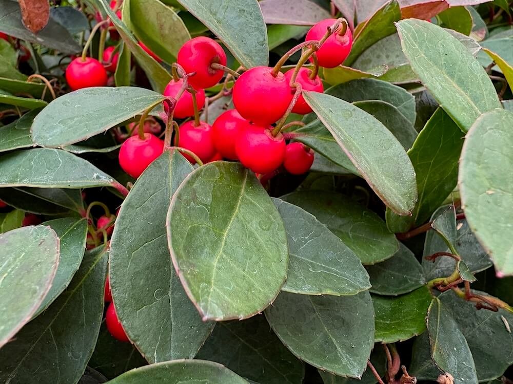 Gaultheria procumbens 'Gaulsidh5'