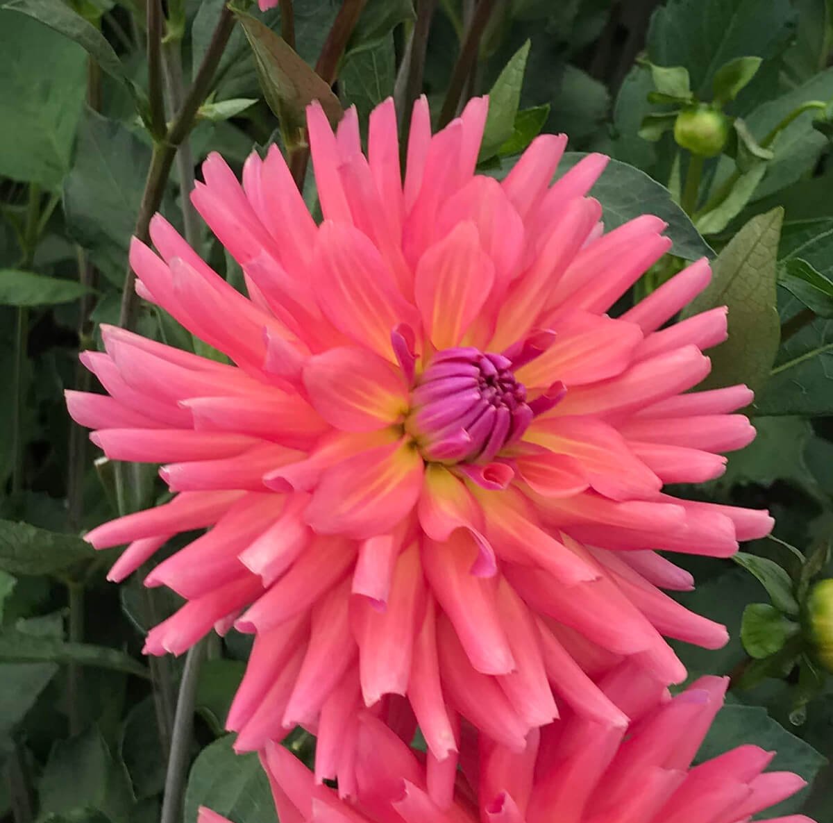 Dahlia 'Maui'