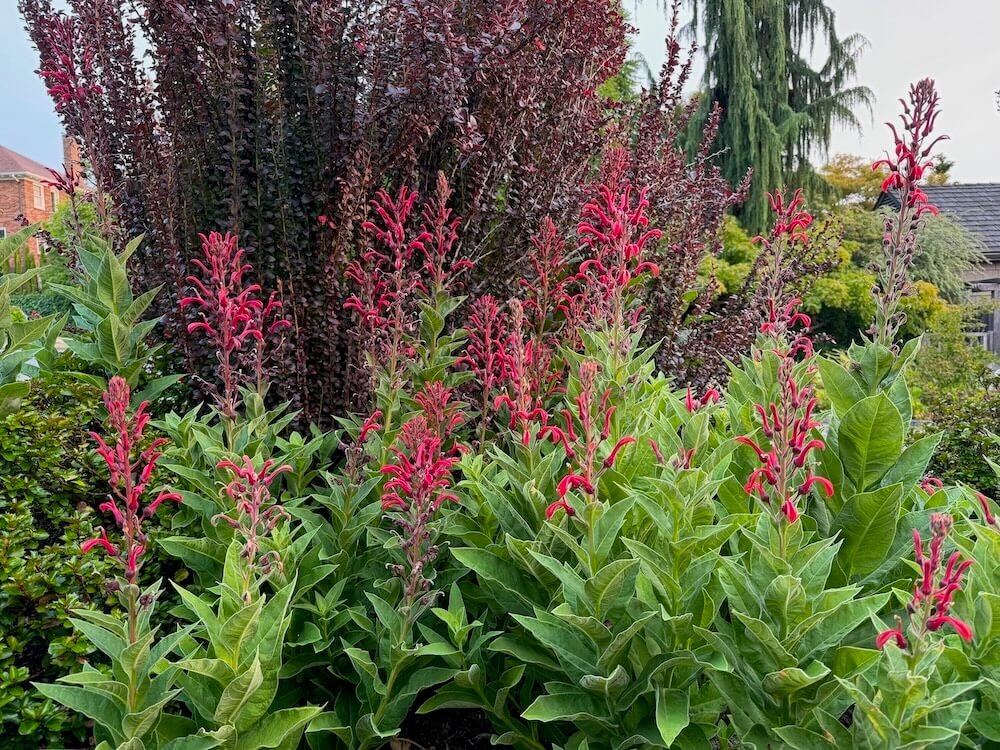 Lobelia tupa
