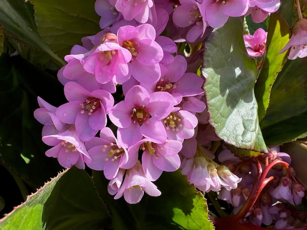 BERGENIA