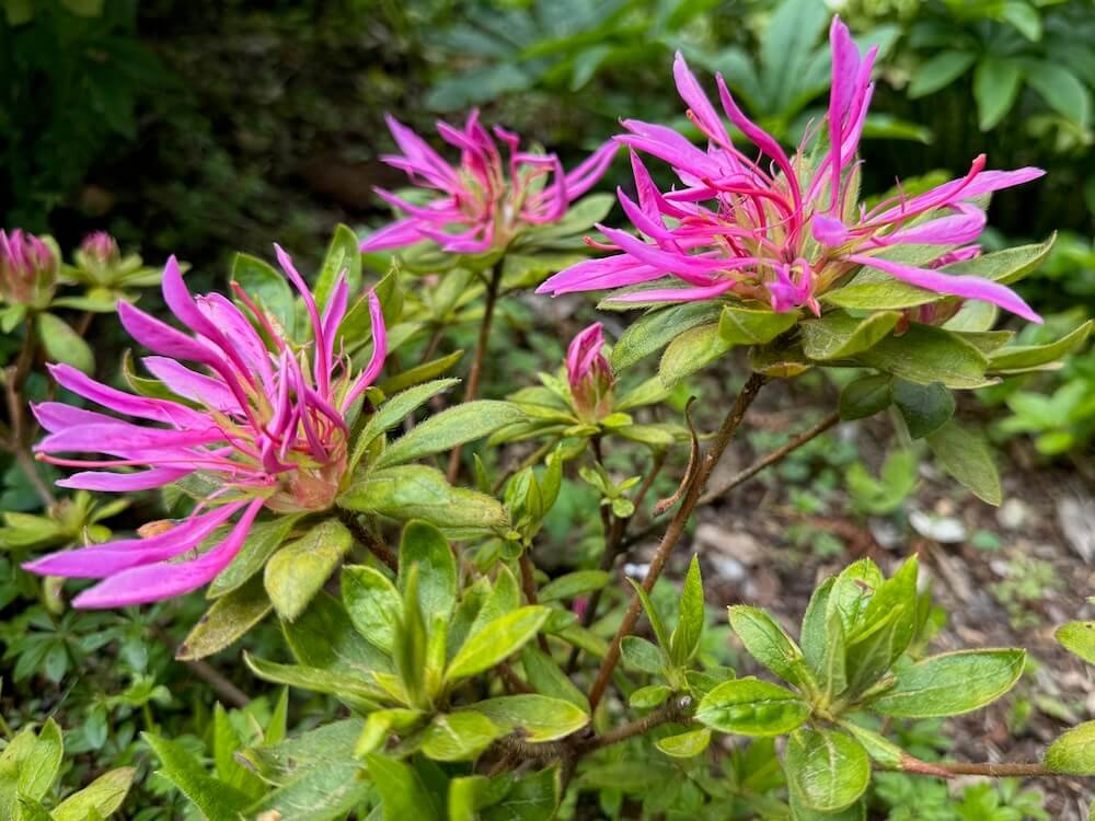 Rhododendron stenopetalum 'Purple Dragon'