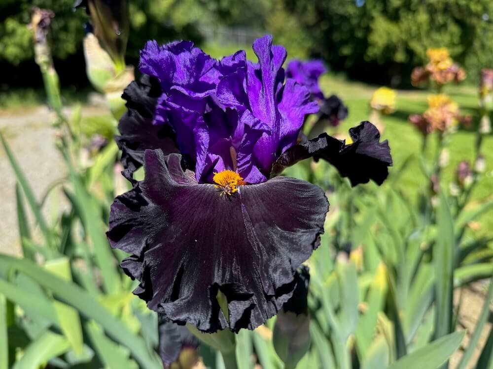 MID-AMERICA (IRIS) GARDEN