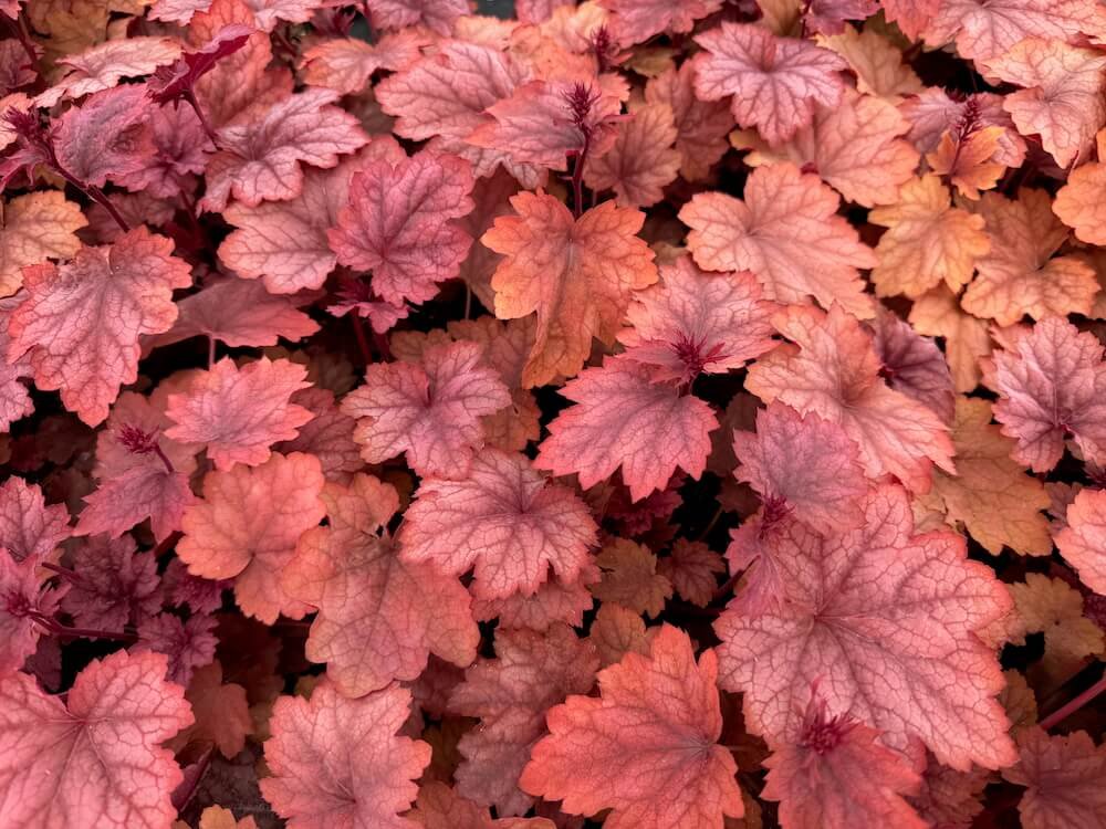 Heuchera 'Carnival Watermelon'