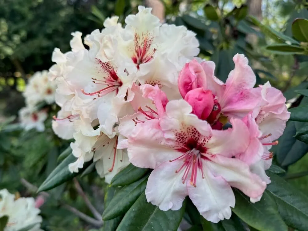Rhododendron 'Ice Music'
