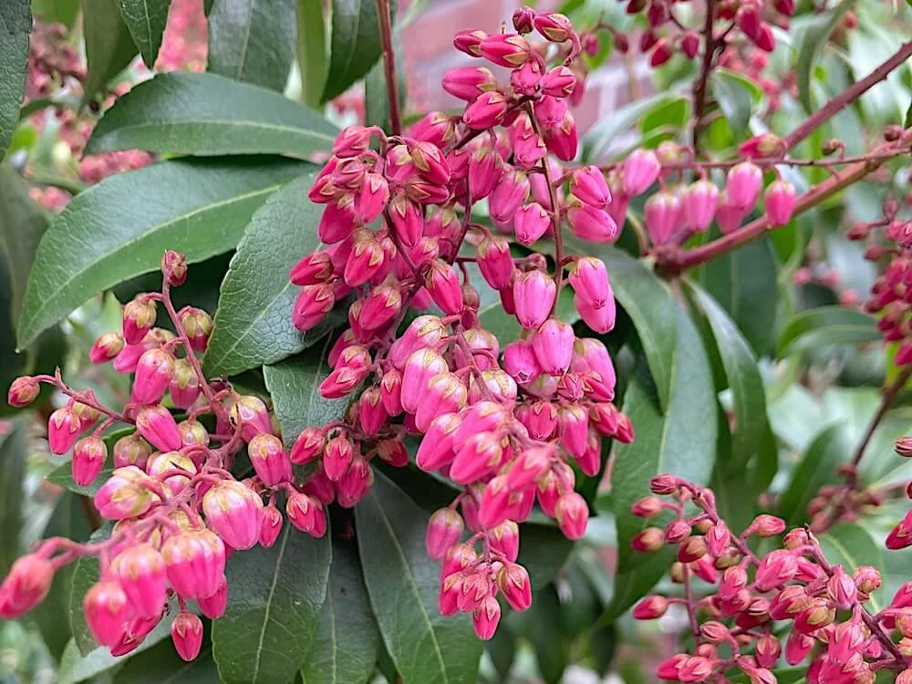 Pieris japonica 'Interstella'
