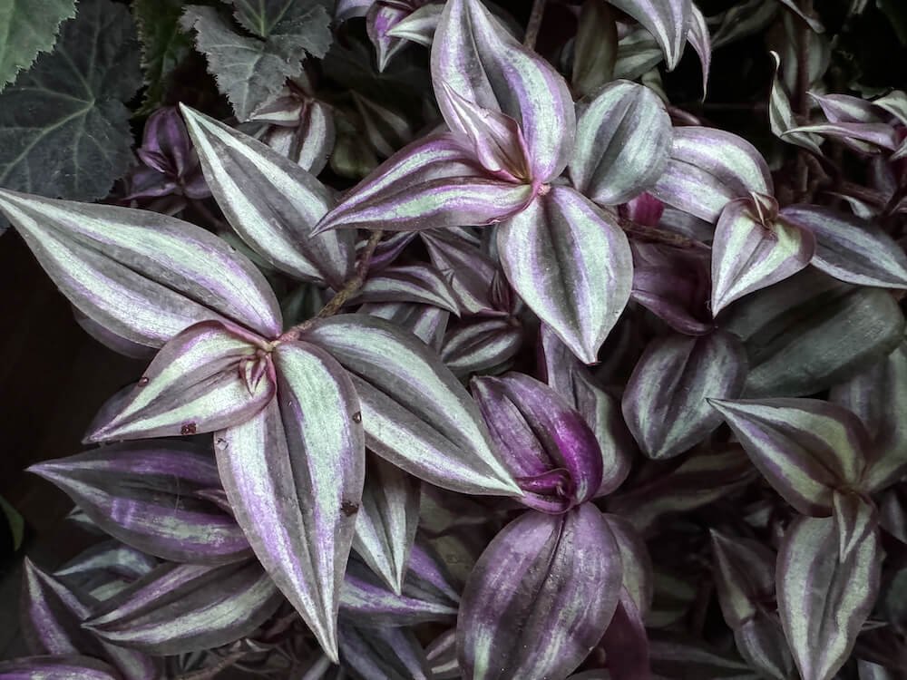 Tradescantia zebrina