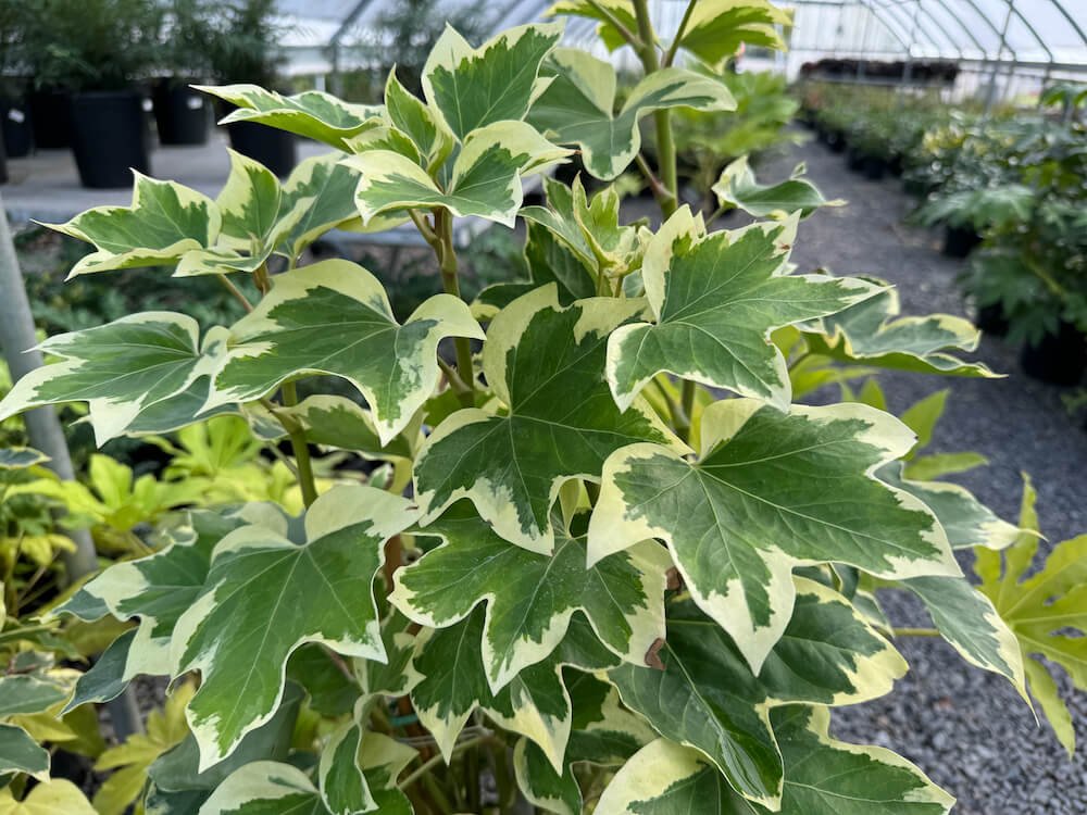 x Fatshedera lizei 'Angyo Star'
