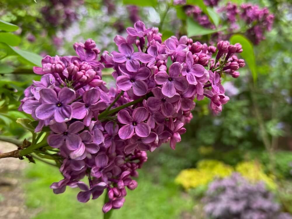 Syringa x hyacinthiflora 'Declaration'